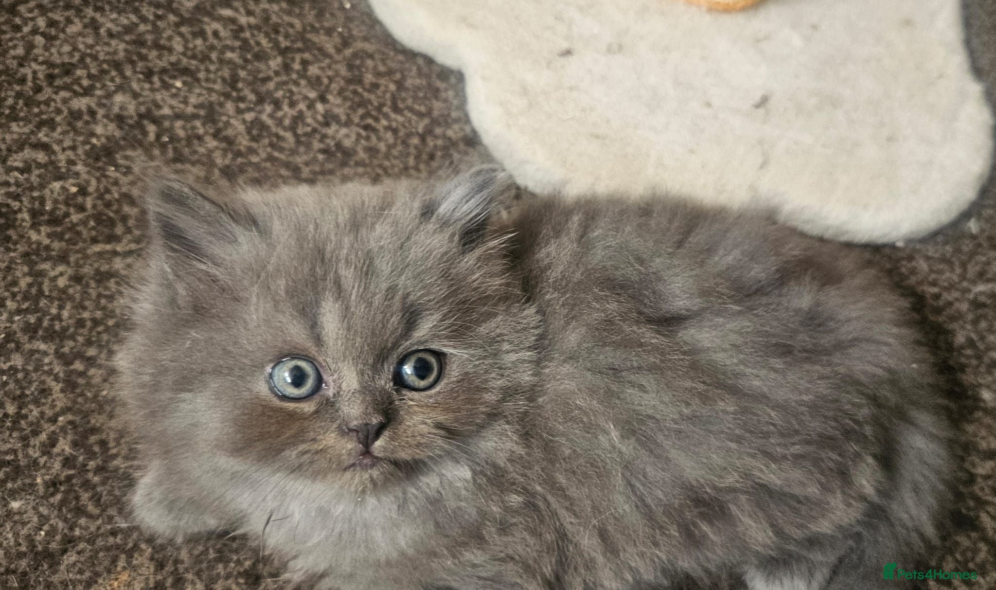 Persian cats 4 beautiful persain  kittens  for sale  - Advert 2