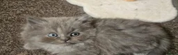 Persian cats for sale: 4 beautiful persain  kittens  for sale  - Advert 2