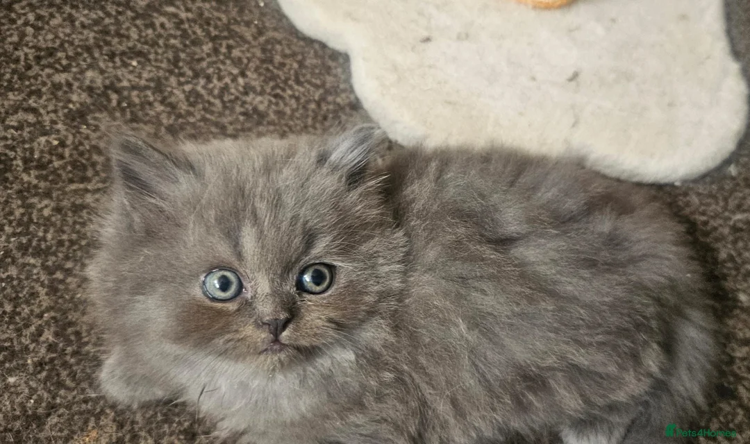Persian cats for sale: 4 beautiful persain  kittens  for sale  - Advert 2