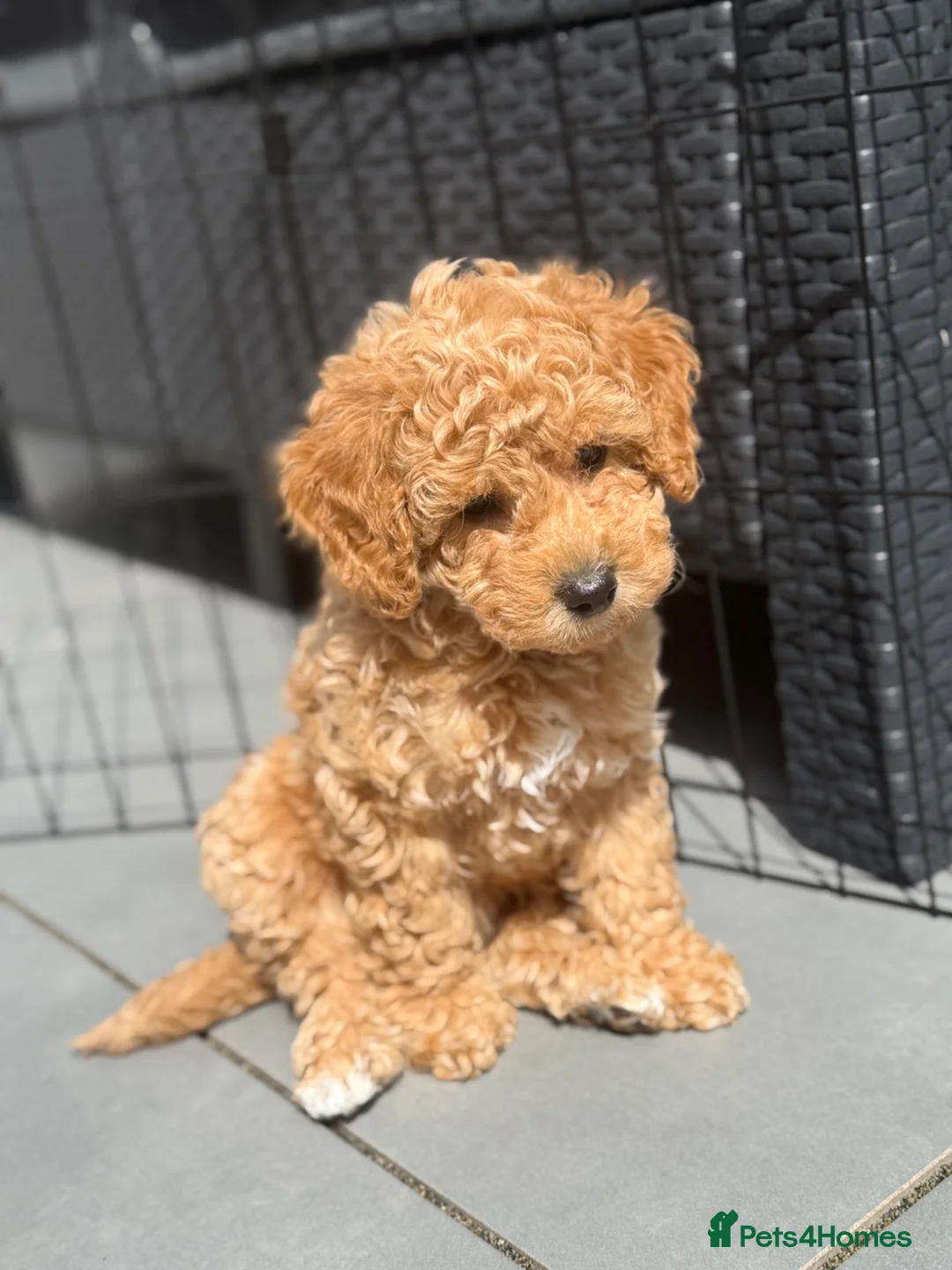 Cockapoo dogs for sale: ONLY 1 LEFT - Toy Cockapoo GIRL Available Now - Advert 1
