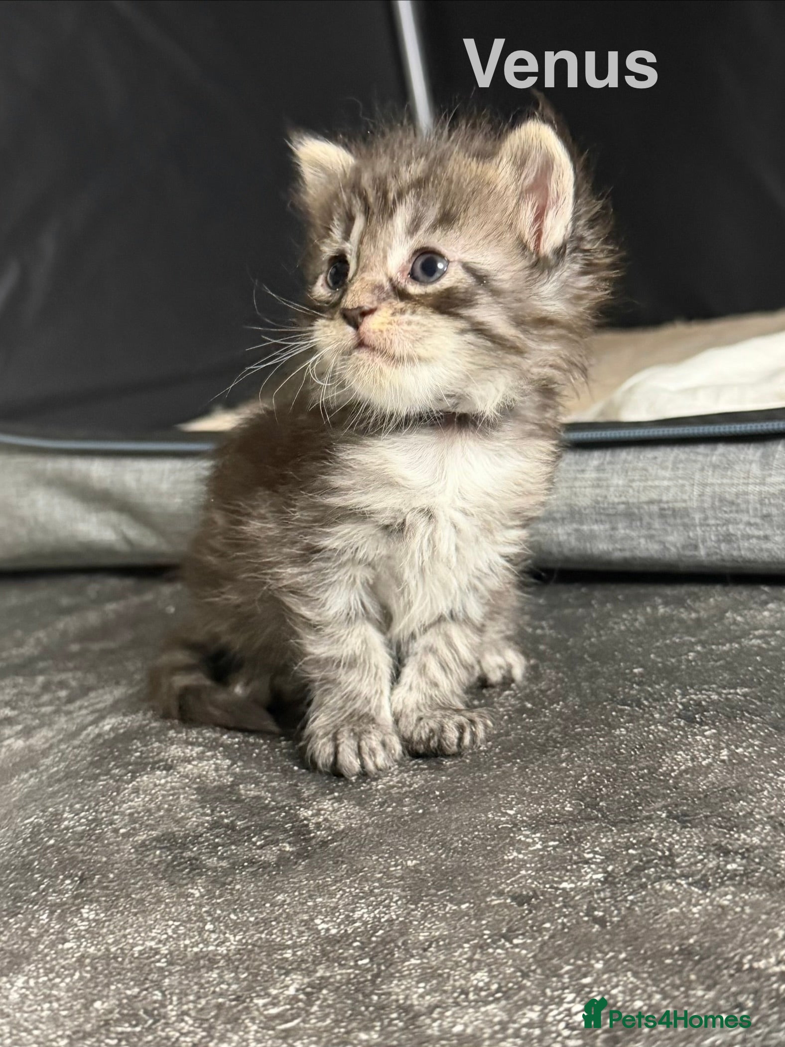 Maine Coon cats TICA Registered Maine Coon Kittens  - Advert 10