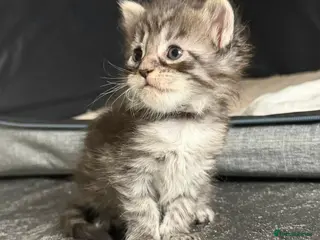 Maine Coon cats TICA Registered Maine Coon Kittens - Advert 10