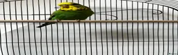 Budgerigars birds for sale: Beautiful Home Bred Young Budgies - Advert 2