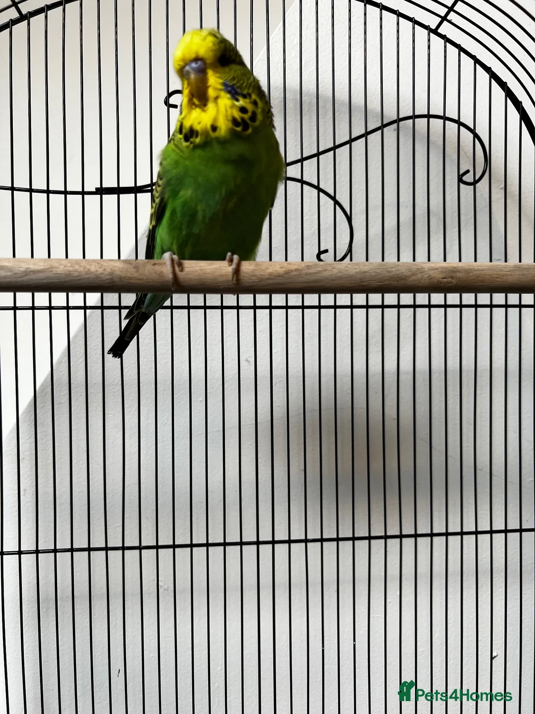 Budgerigars birds for sale: Beautiful Home Bred Young Budgies - Advert 2