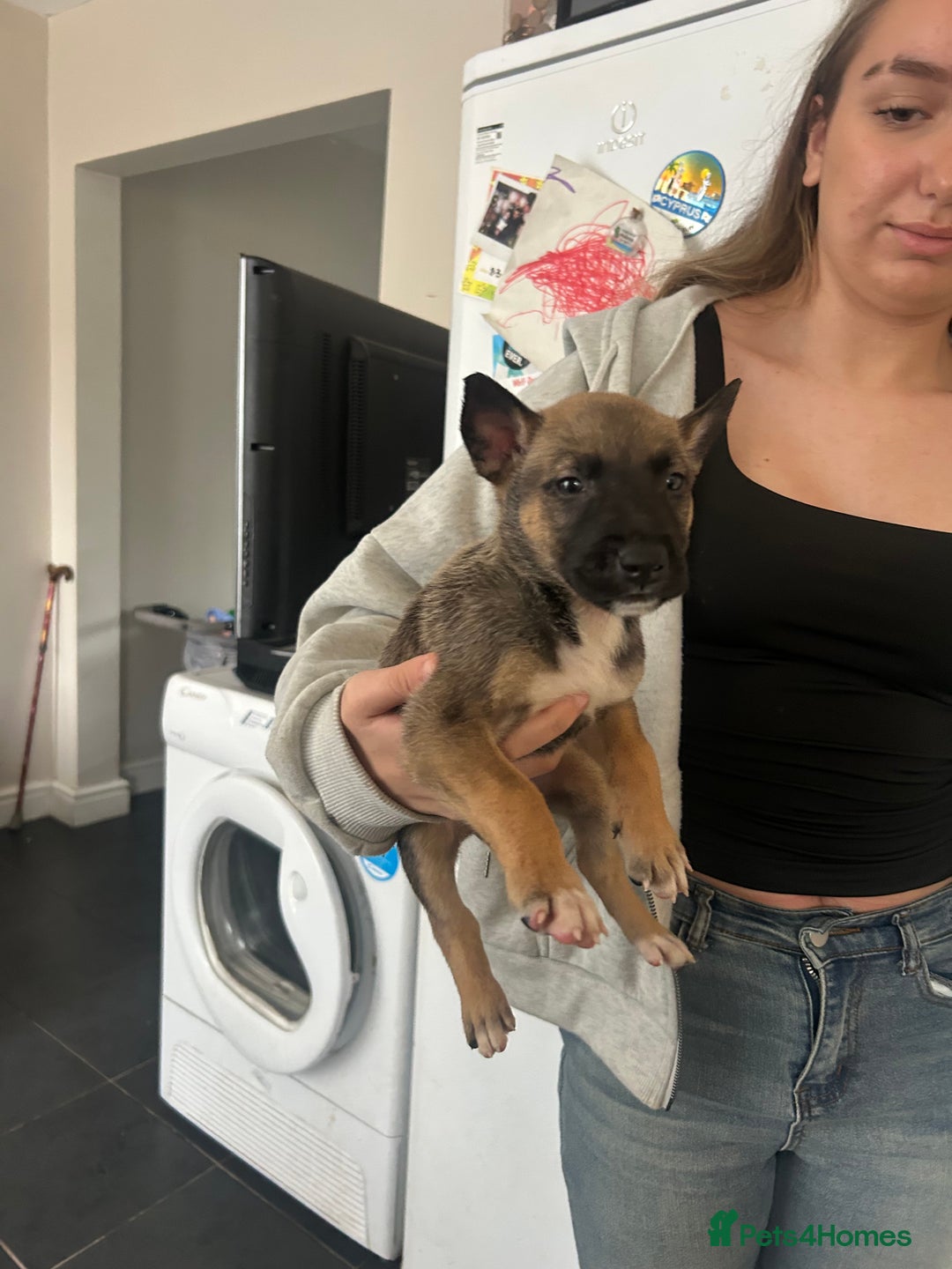 Belgian Shepherd Dog dogs for sale: Belgian Malis for sale  - Image 5