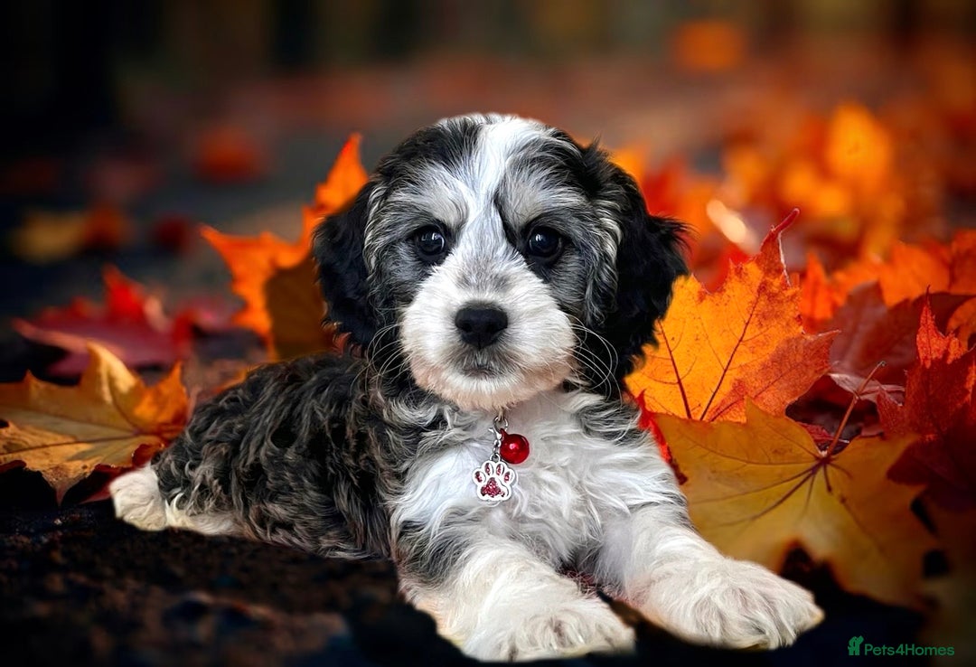 Cockapoo dogs for sale: ⭐️RARE Silver Phantom, VET ✅ & DNA CLEAR Cockapoo - Image 3