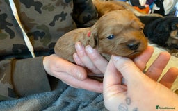 Cavapoo dogs for sale: Last 2 A1 Ruby/red Christmas Cavapoos 07816222523 in Derby - Image 12