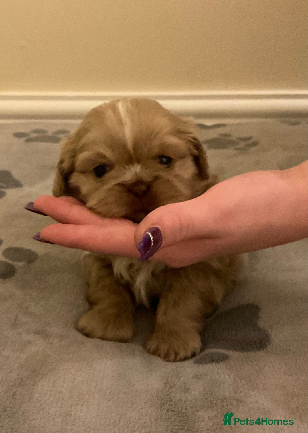 Shih Tzu dogs for sale: Beautiful Shih Tzu pups for sale 💖 - Advert 7