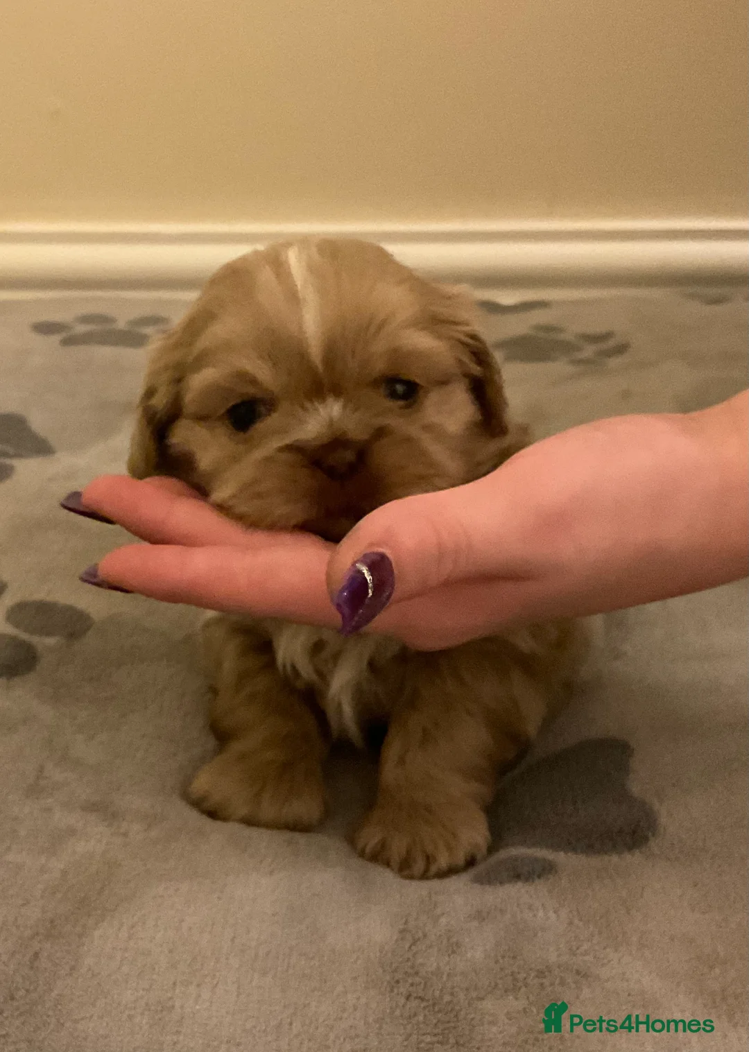 Shih Tzu dogs for sale: Beautiful Shih Tzu pups for sale 💖 - Advert 7