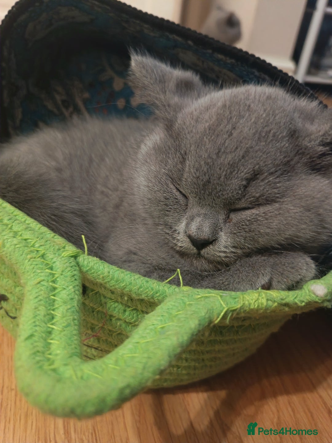 British Shorthair cats for sale: 🐾 British Shorthair Blue – 2 Girls – Ready Now 🐾 - Advert 9