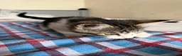 Mixed Breed cats for sale: Kitten - Advert 5