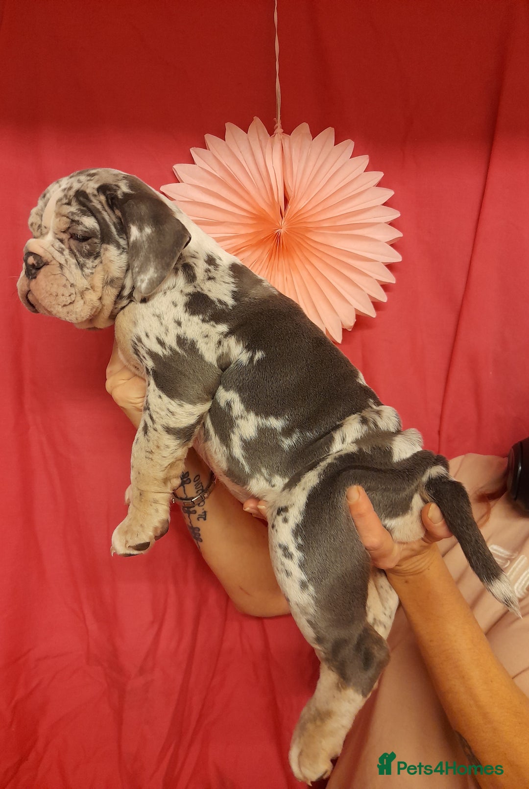 Mixed Breed dogs for sale: F1 olde English bulldog - Advert 31