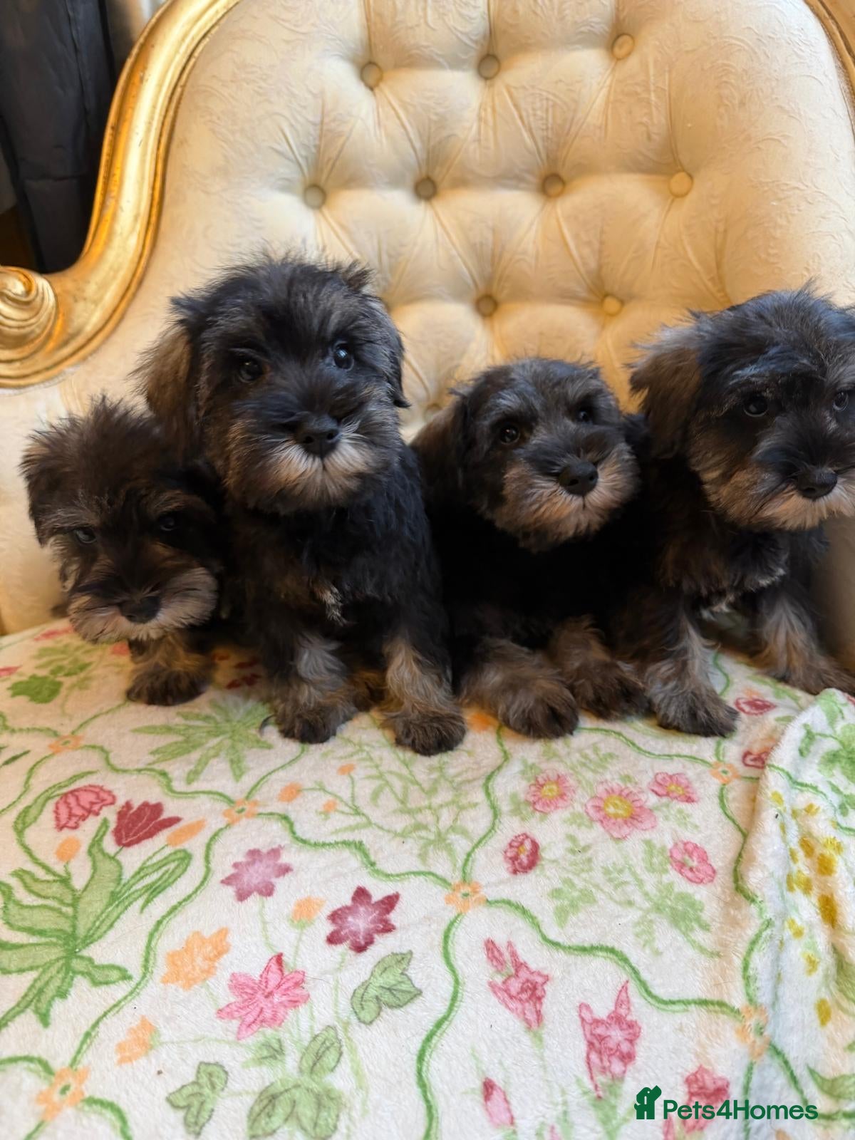 Miniature Schnauzer dogs Ready Miniature Schnauzer Puppies - Advert 1