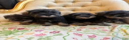 Miniature Schnauzer dogs for sale: Ready Miniature Schnauzer Puppies in Wembley - Advert 1