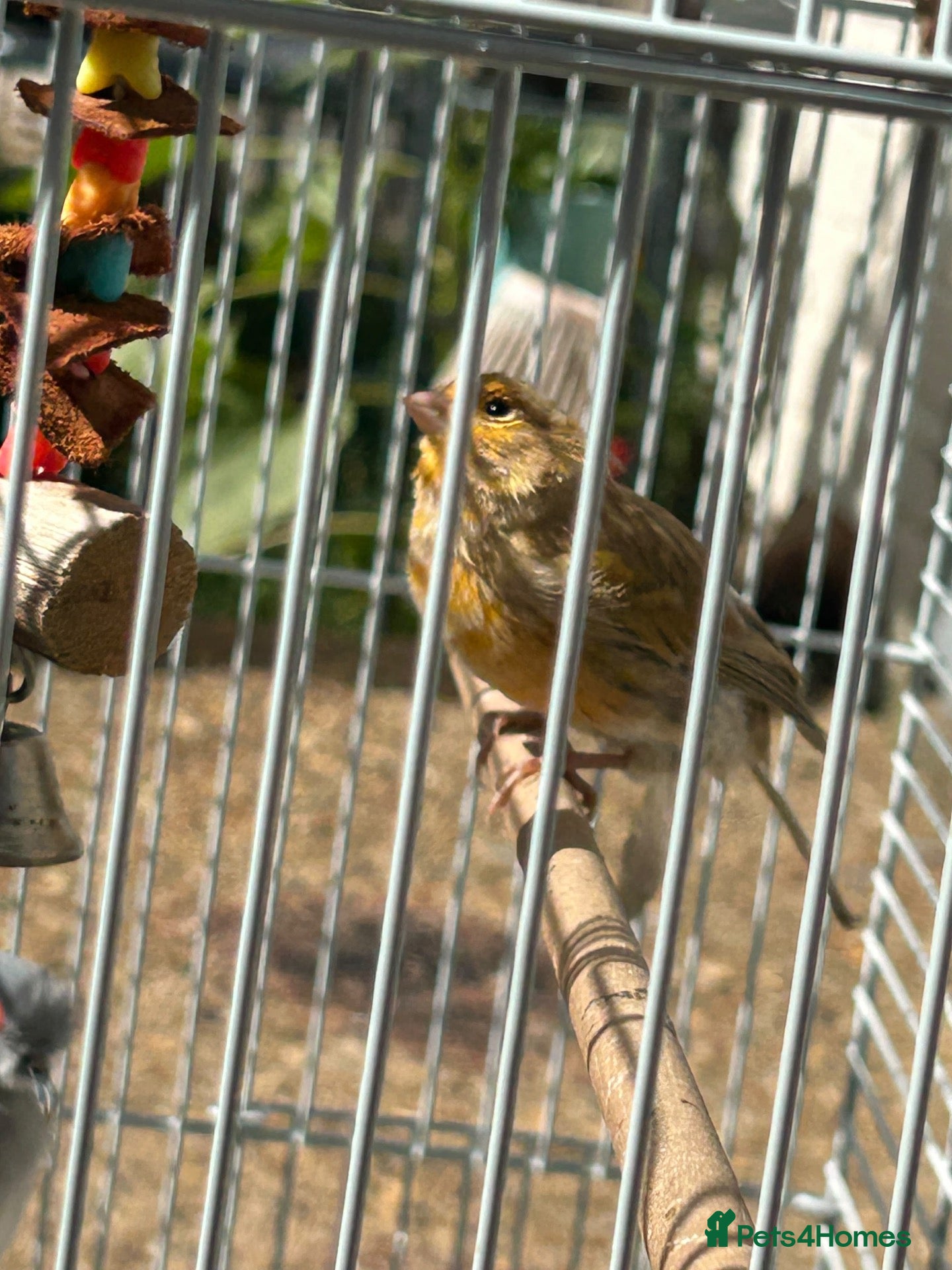 Canaries birds 2 Canaries for sale  - Advert 1