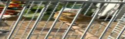 Canaries birds for sale: 2 Canaries for sale  - Advert 1