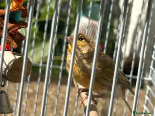 Canaries birds 2 Canaries for sale - Advert 4