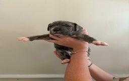 Mixed Breed dogs for sale: American Bulldog X Cane Corso - Image 9