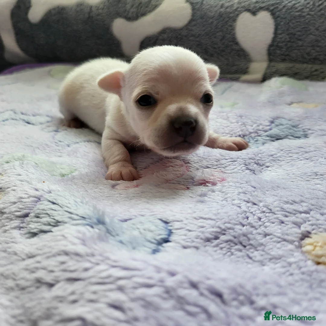 Chihuahua dogs for sale: 5 beautiful smooth coat chihuahuas - Advert 2