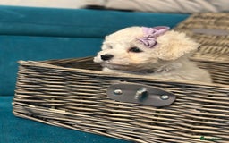 Bichon Frise dogs for sale: ✨ Bichon Frisé Puppies from Champion Bloodlines ✨ - Advert 34