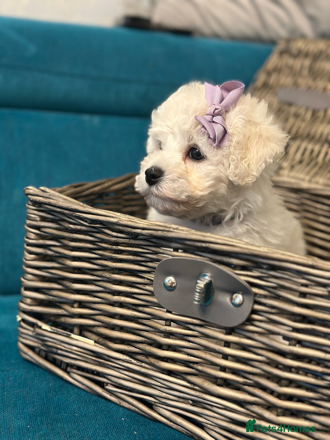 Bichon Frise dogs for sale: ✨ Bichon Frisé Puppies from Champion Bloodlines ✨ - Advert 34