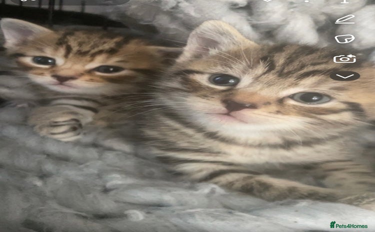 Bengal cats - Advert 7