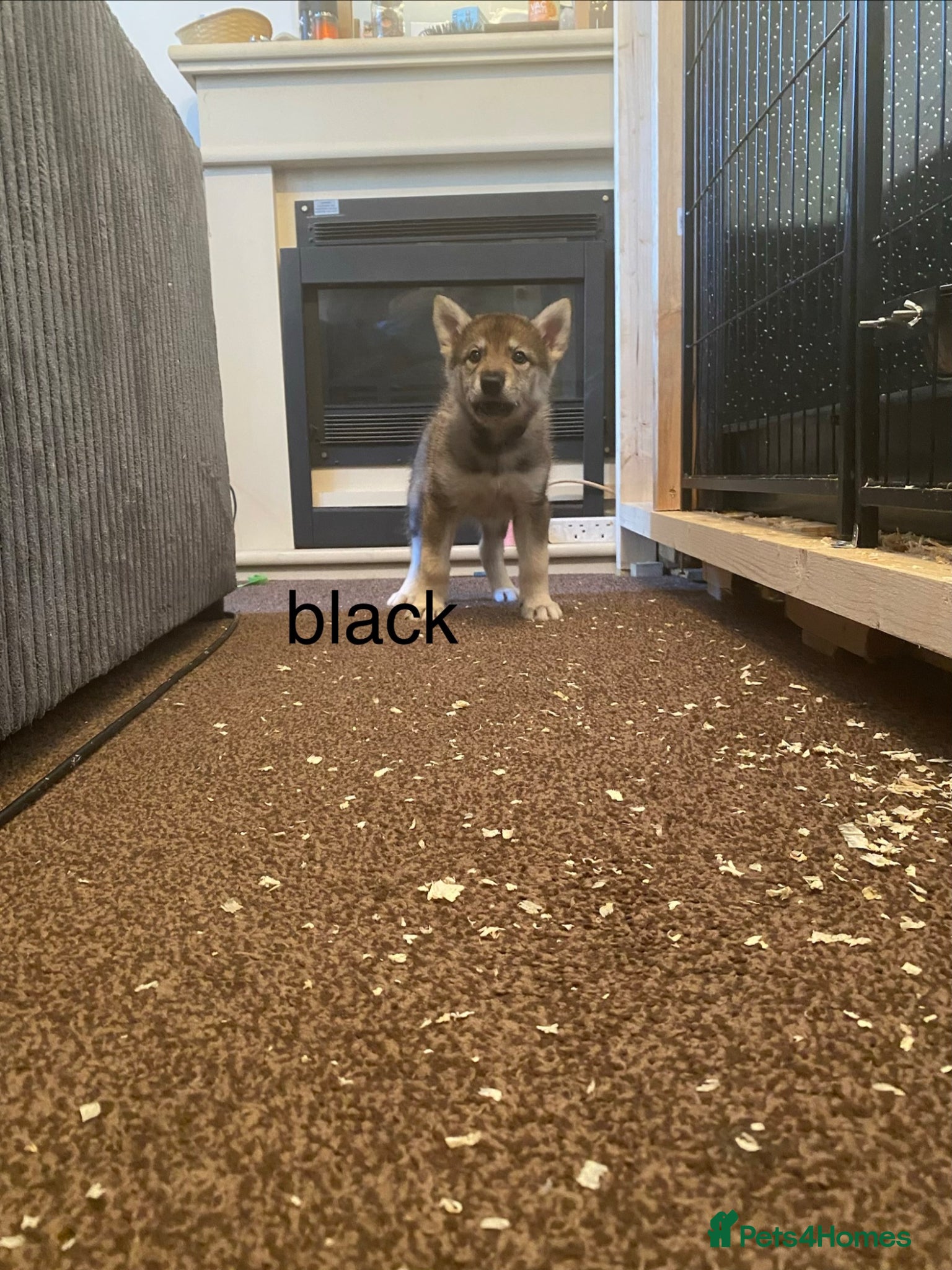 Mixed Breed dogs for sale: utanagan pups ready for their forever home - Advert 11