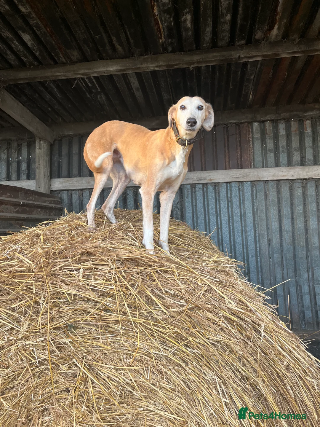 Gallery Image {{count}}