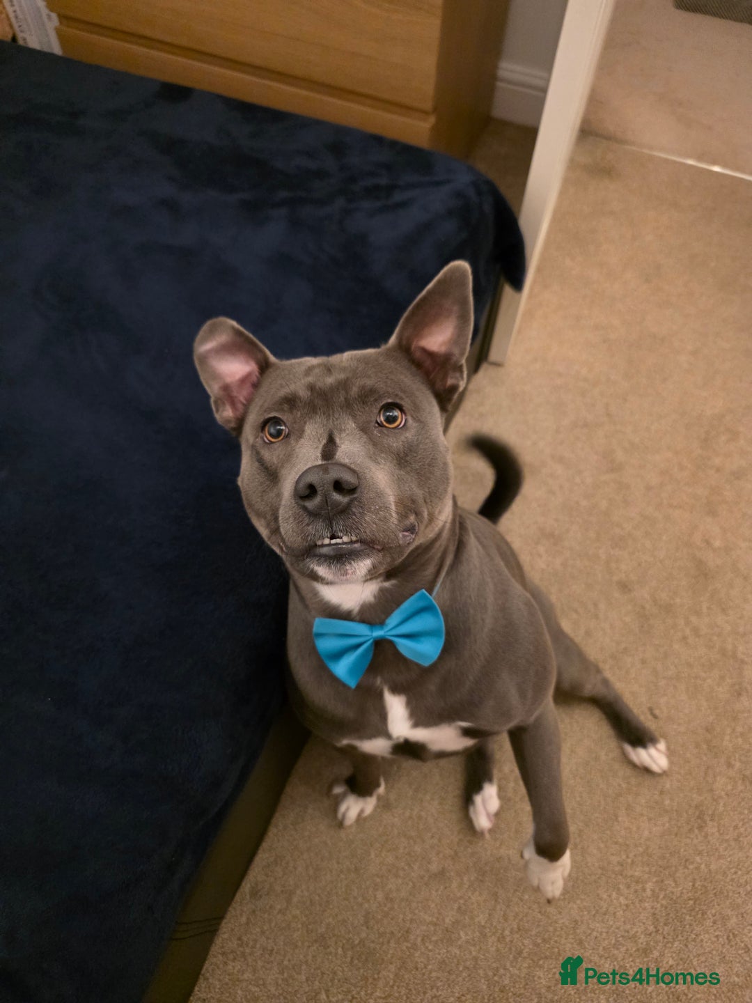 Staffordshire Bull Terrier dogs for stud: Snoopy Staffordshire Bull Terrier Blue in Basildon - Advert 1