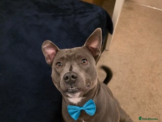 Staffordshire Bull Terrier dogs Snoopy Staffordshire Bull Terrier Blue in Basildon - Advert 1