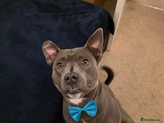 Staffordshire Bull Terrier dogs Snoopy Staffordshire Bull Terrier Blue in Basildon - Advert 7