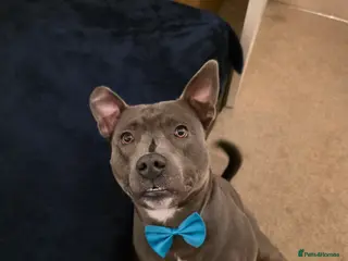 Staffordshire Bull Terrier dogs Snoopy Staffordshire Bull Terrier Blue in Basildon - Advert 21