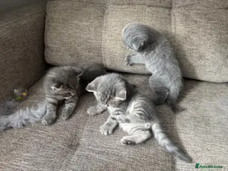 British Shorthair cats Gorgeous Scottish Fold & British Tabby Kittens - Advert 6