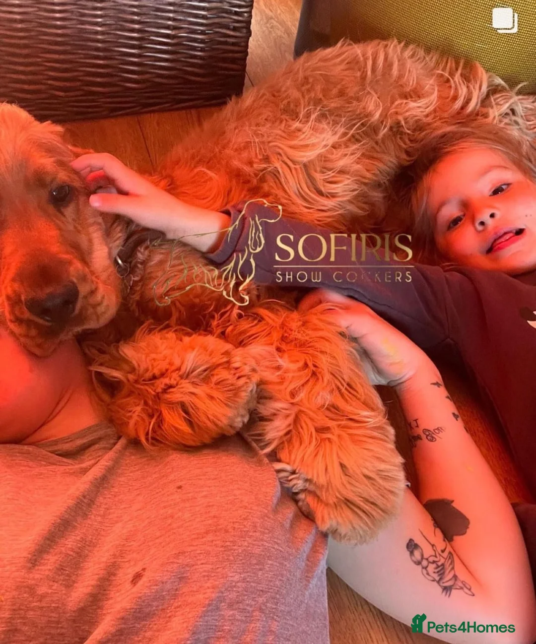 Cocker Spaniel dogs for stud: Italian stud dog  - Advert 15