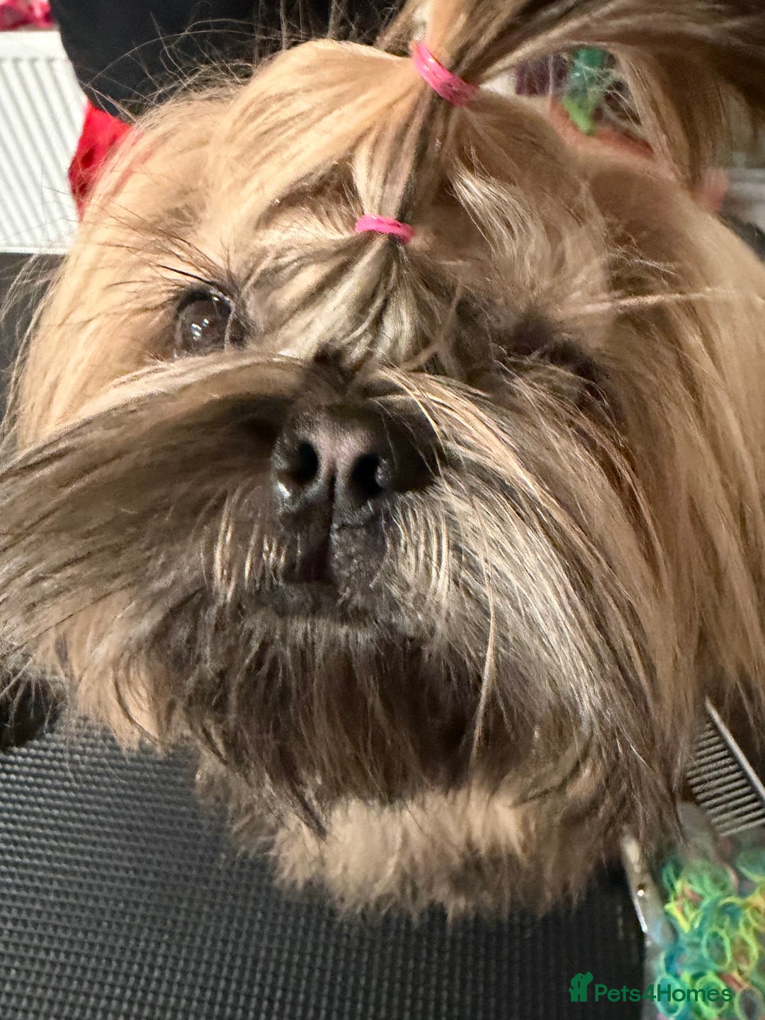 Shih Tzu dogs for sale: 2 8 months old Female KC registered Shih Tzu  - Advert 2