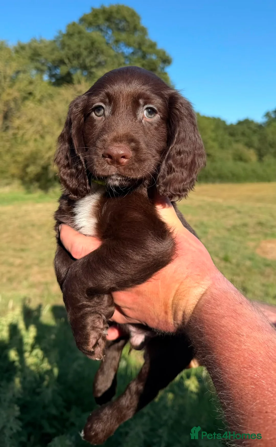 Sprocker dogs for sale: 5* F1 Sprocker puppies - Advert 1