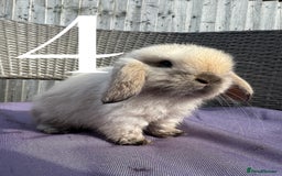 Mini Lop rabbits for sale: 5 Mini Lop baby rabbits ready 17th SEPT - Image 11