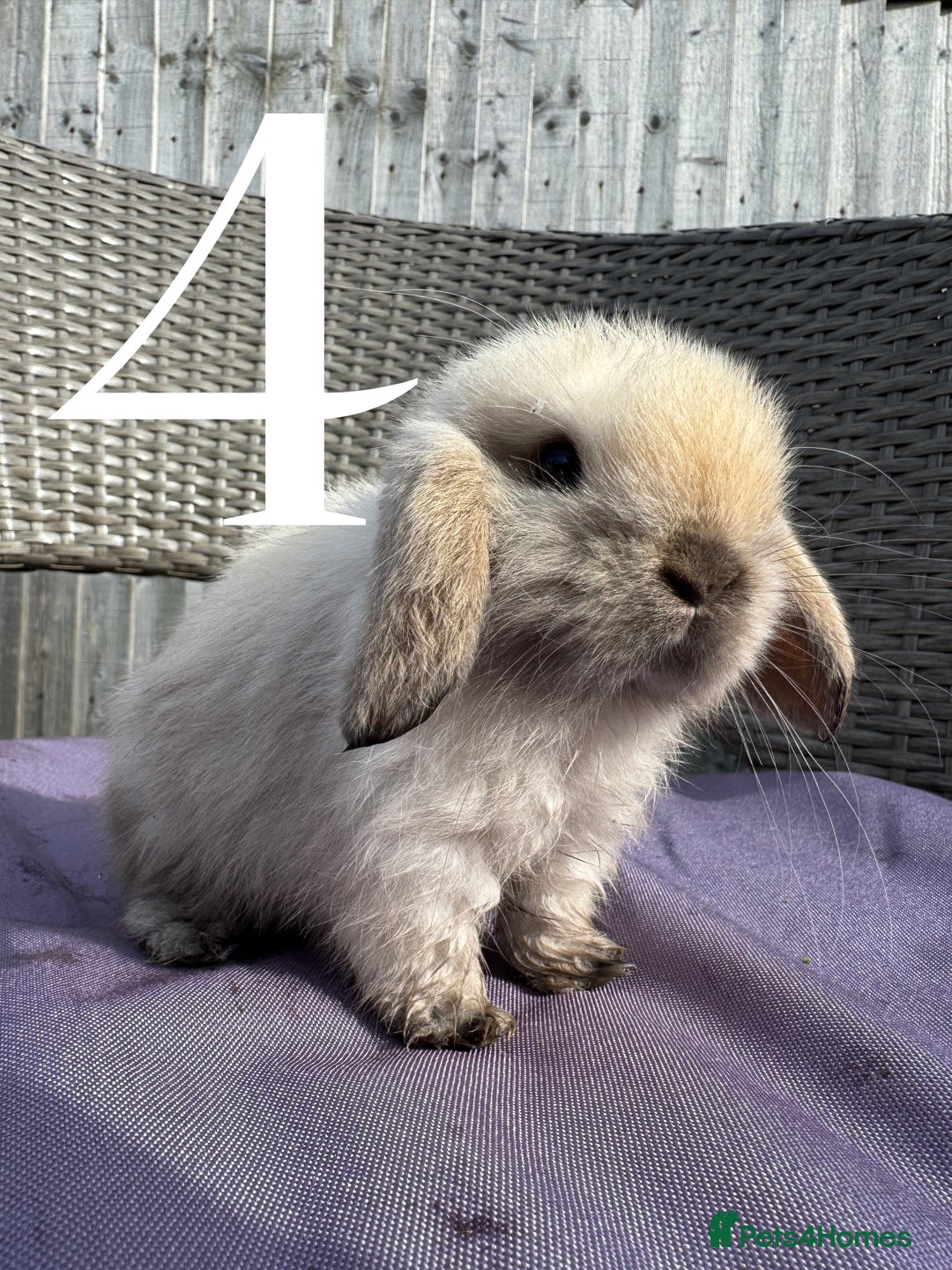 Mini Lop rabbits for sale: 5 Mini Lop baby rabbits ready 17th SEPT - Image 11