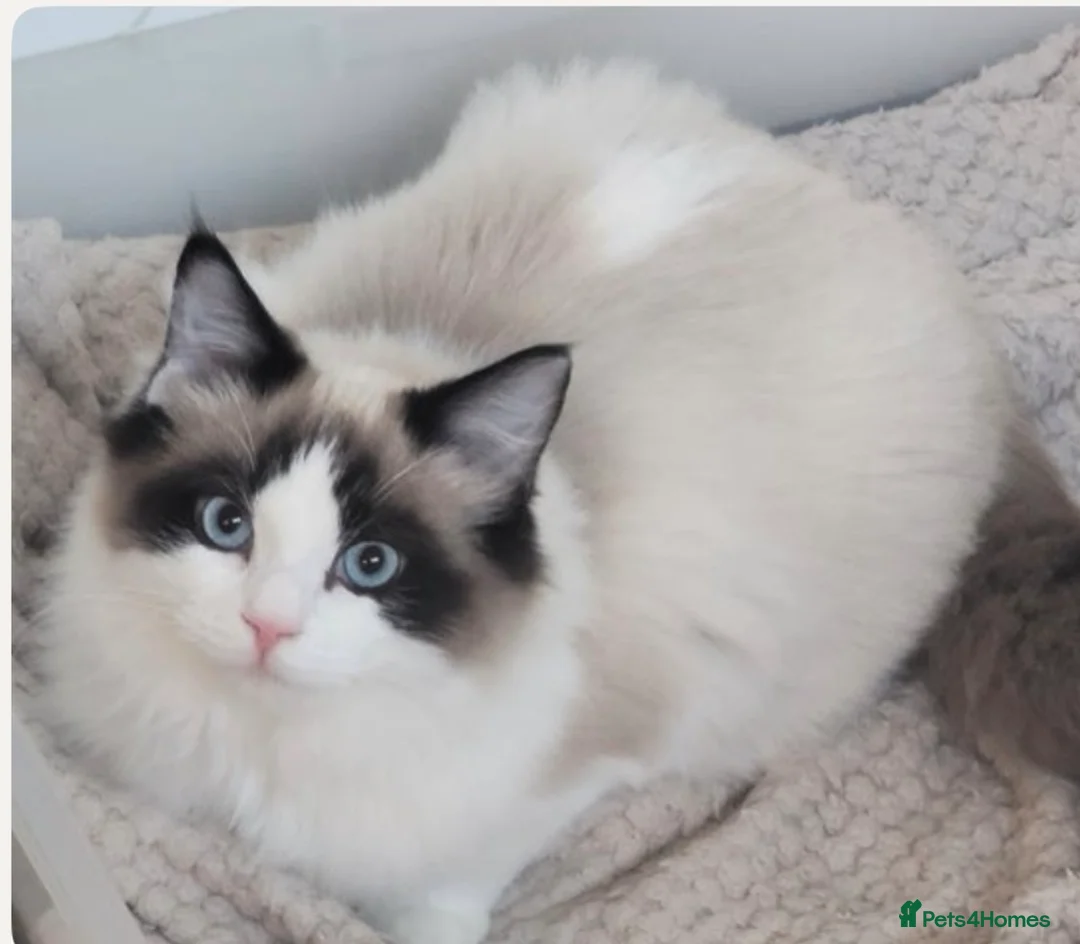 Ragdoll cats for sale: Ragdoll kittens due - Advert 4