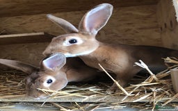 Rex rabbits for sale: Beautiful Purebred Velvet Mini Rex babies  - Image 25