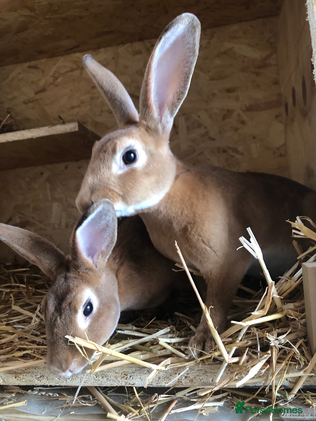 Rex rabbits for sale: Beautiful Purebred Velvet Mini Rex babies  - Image 25