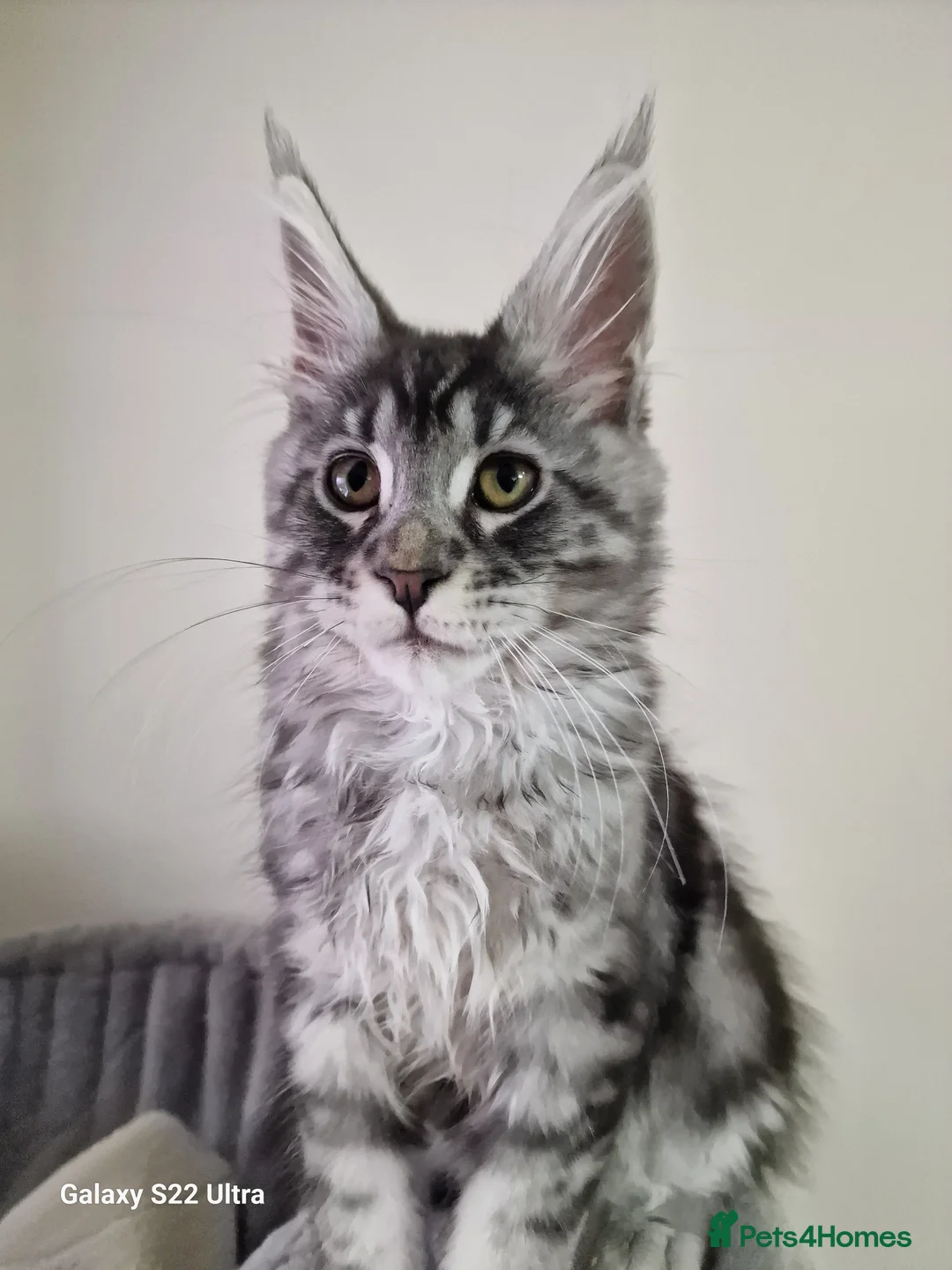 Maine Coon cats for sale:  Kittens – Licensed Fenikscoon Cattery (UK) 🐾 - Advert 12