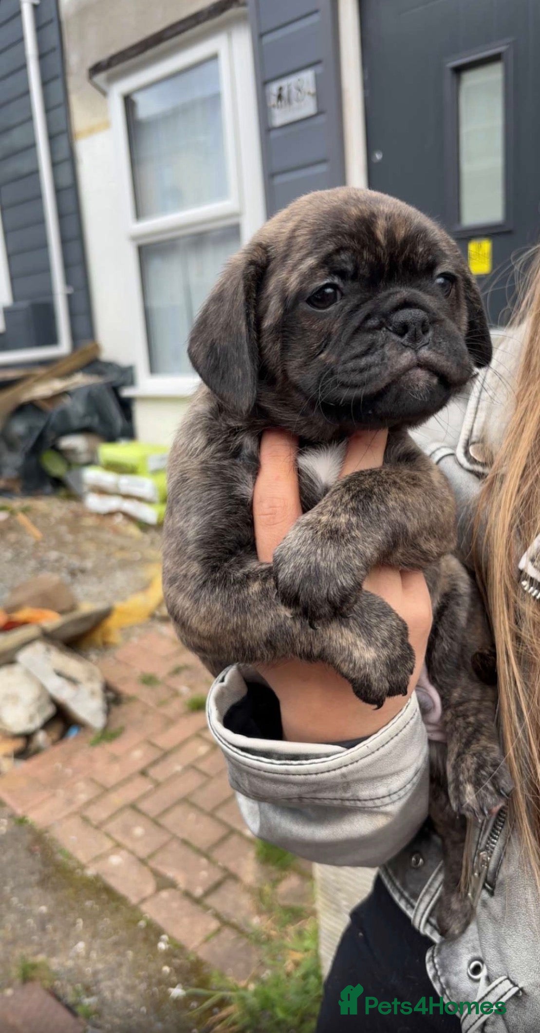 Mixed Breed dogs Gorgeous frug x English puppies  - Advert 18