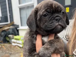Mixed Breed dogs Gorgeous frug x English puppies - Advert 18