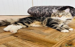 Norwegian Forest Cat cats for sale: Full FIFe pedigree Norwegian Forest Kittens  in Normanton - Image 14
