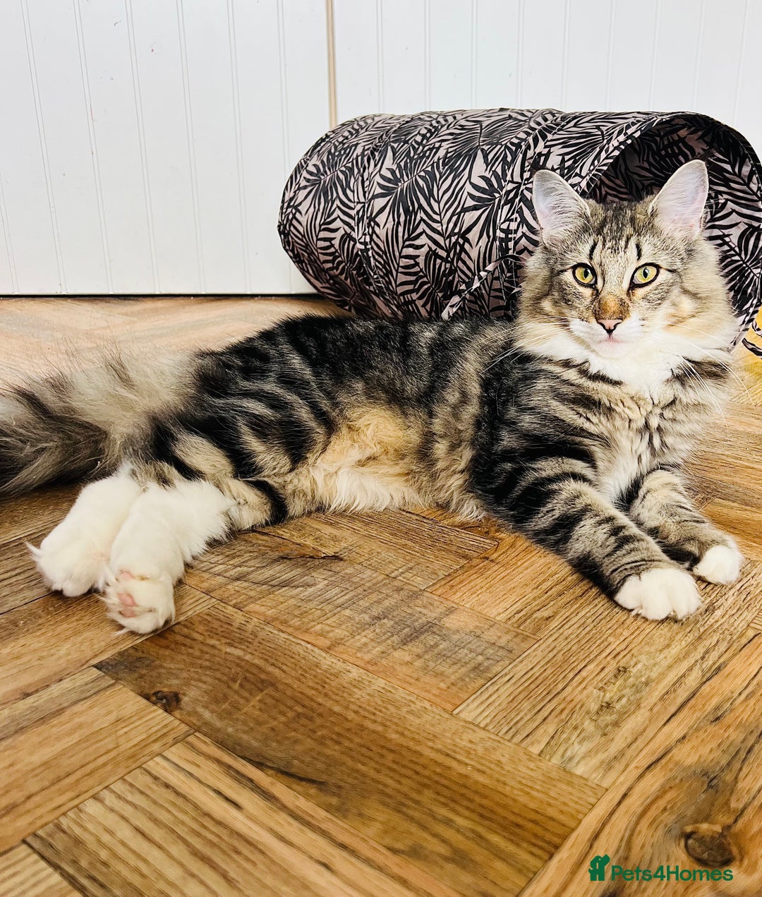 Norwegian Forest Cat cats for sale: Full FIFe pedigree Norwegian Forest Kittens  in Normanton - Image 14
