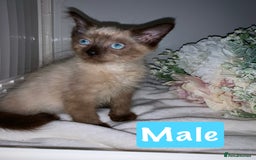 Mixed Breed cats for sale: Beautiful kittens Ready now Open to offers  in Chester - Image 2