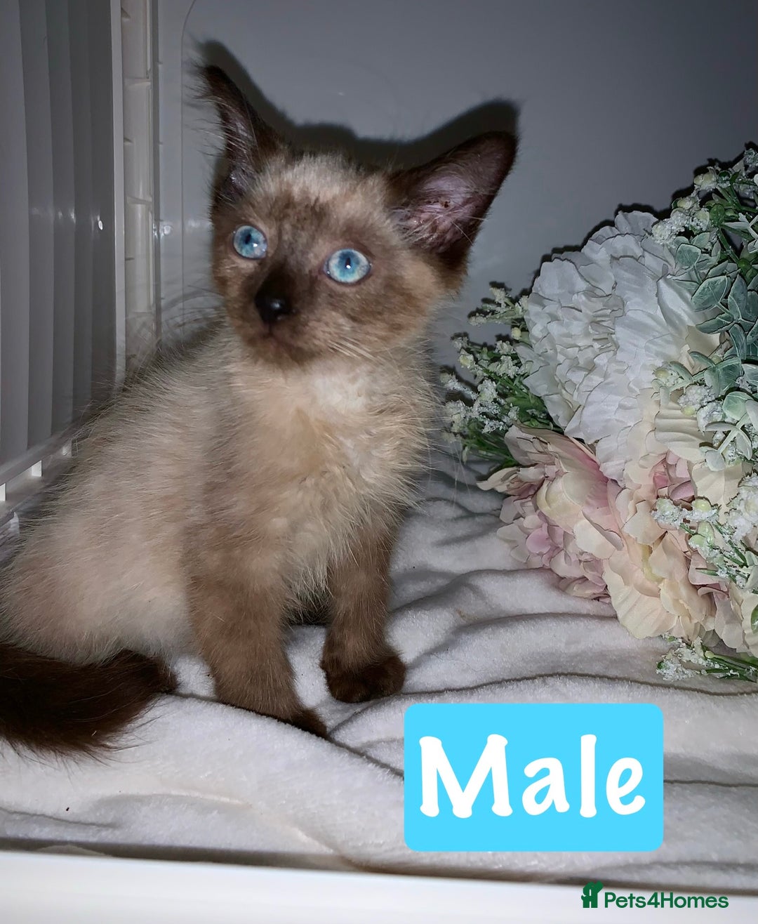 Mixed Breed cats for sale: Beautiful kittens Ready now Open to offers  in Chester - Image 2