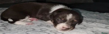 Mixed Breed 7