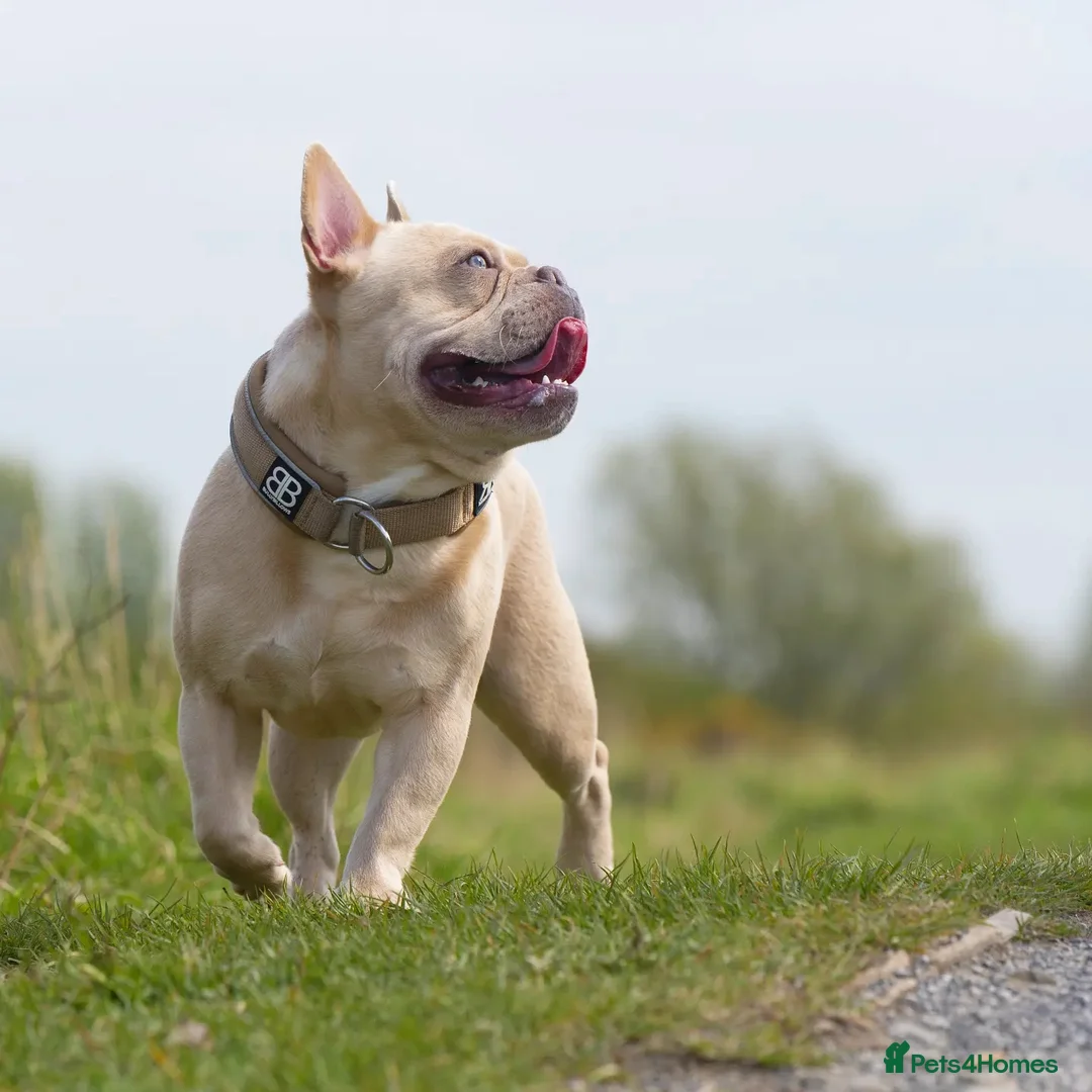 French Bulldog dogs for stud: 🔥 PLATINUM LILAC & TAN FLUFFY - WELL PROVEN- KC   in Blackpool - Advert 13